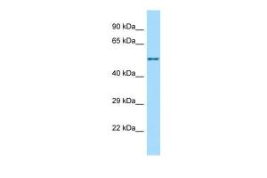 Anti-C17orf53 Rabbit Polyclonal Antibody