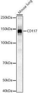 Western blot analysis of extracts of HeLa cells, using Anti-c-Kit Antibody (A308780) at 1:1,000 dilution