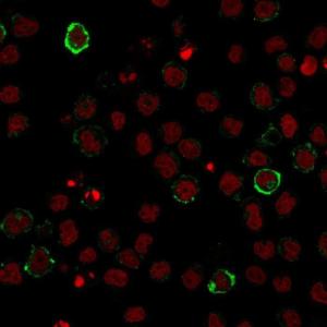 Immunofluorescent analysis of U937 cells stained with Anti-CD15 Antibody [Leu-M1] followed by Goat Anti-Mouse IgG (CF&#174; 488) (Green). Nuclei are stained with RedDot.