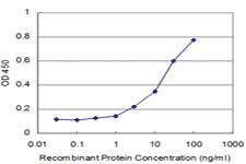 Anti-PRKAA1 Mouse Monoclonal Antibody [clone: 3B6]