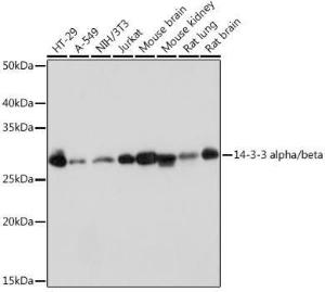 Western blot analysis of extracts of various cell lines, using Anti-14-3-3 beta/alpha Antibody [ARC1453] (A308781) at 1:1,000 dilution