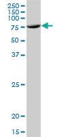 Anti-TUBGCP4 Mouse Polyclonal Antibody