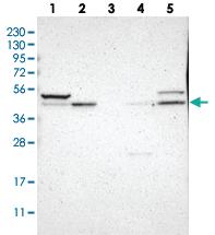 Anti-SOX7 Rabbit Polyclonal Antibody