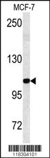 Anti-BARON Rabbit Polyclonal Antibody