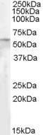 Anti-PNPLA2 Goat Polyclonal Antibody