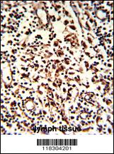 Anti-BARON Rabbit Polyclonal Antibody