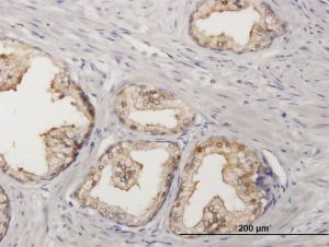 Anti-SORD Mouse Polyclonal Antibody