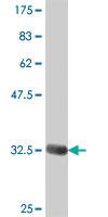 Anti-MSRB2 Mouse Polyclonal Antibody