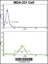 Anti-BARON Rabbit Polyclonal Antibody