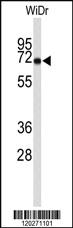 Anti-TOMM70A Rabbit Polyclonal Antibody