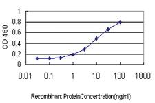 Anti-HMOX1 Mouse Monoclonal Antibody [clone: 5C6]