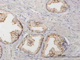 Anti-SORD Mouse Polyclonal Antibody