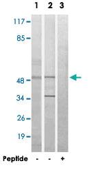 Anti-MYLIP Rabbit Polyclonal Antibody