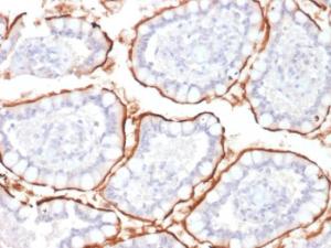 Immunohistochemical analysis of formalin-fixed, paraffin-embedded human colon using Anti-CD10 Antibody [MME/1870]