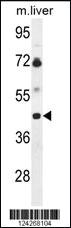 Anti-HN1 Rabbit Polyclonal Antibody