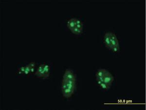 Anti-NANOG Mouse Monoclonal Antibody [clone: 2E11]