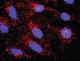 Anti-CTNNA3 + CTNNB1 Antibody Pair