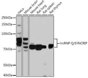 Anti-hnRNP Q antibody