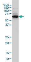 Anti-RAD18 Mouse Monoclonal Antibody [clone: 3H7]