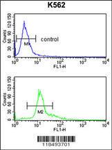 Anti-SERPINF1 Rabbit Polyclonal Antibody