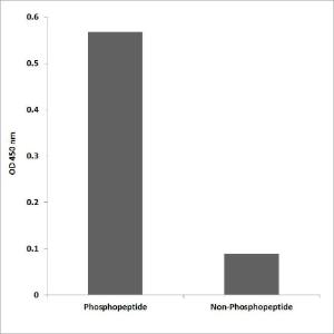 ELISA for immunogen phosphopeptide (left) and non-phosphopeptide (right) using Anti-ALK (phospho Tyr1586) Antibody