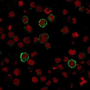 Antibody anti-CD15 SPM119 100 µg