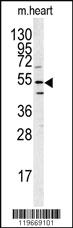 Anti-Barkor Rabbit Polyclonal Antibody