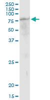 Anti-TUBGCP4 Mouse Polyclonal Antibody