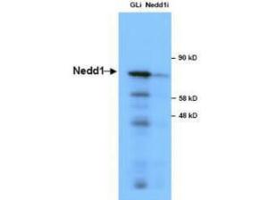 Anti-NEDD1 antibody (RB