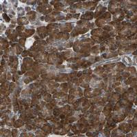 Anti-CLCC1 Rabbit Polyclonal Antibody