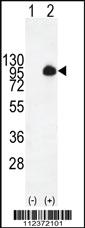 Anti-OR56A1 Rabbit Polyclonal Antibody