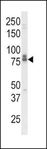 Anti-IL18RAP Rabbit Polyclonal Antibody (PE (Phycoerythrin))