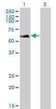 Anti-RAD18 Mouse Monoclonal Antibody [clone: 3H7]