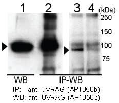 Anti-UVRAG Rabbit Polyclonal Antibody