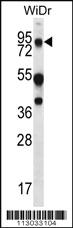 Anti-MUC20 Rabbit Polyclonal Antibody