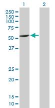 Anti-CYP2A7 Mouse Polyclonal Antibody