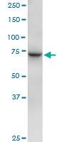 Anti-TUBGCP4 Mouse Polyclonal Antibody