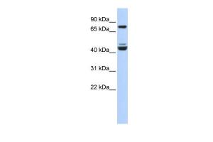 Anti-KLF2 Rabbit Polyclonal Antibody