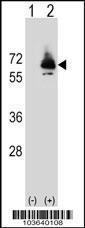 Anti-PEPCK2 Rabbit Polyclonal Antibody (APC (Allophycocyanin))