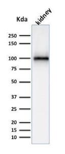 Western blot analysis of kidney tissue lysate using Anti-CD10 Antibody [MME/1870]