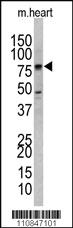 Anti-UVRAG Rabbit Polyclonal Antibody