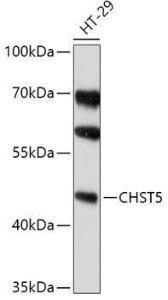 Western blot analysis of extracts of HT-29 cells, using Anti-CHST5 Antibody (A308787) at 1:1000 dilution. The secondary Antibody was Goat Anti-Rabbit IgG H&L Antibody (HRP) at 1:10000 dilution. Lysates/proteins were present at 25 µg per lane