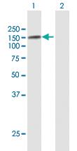 Anti-USP10 Rabbit Polyclonal Antibody