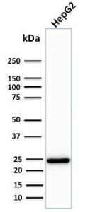 Western blot analysis of human HepG2 cell lysate using Anti-C1QA Antibody [C1QA/2783]