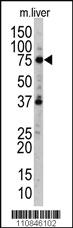 Anti-UVRAG Rabbit Polyclonal Antibody