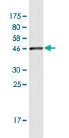 Anti-MARCH2 Mouse Monoclonal Antibody [clone: 7F3]