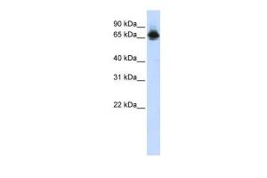 Anti-FUBP1 Rabbit Polyclonal Antibody