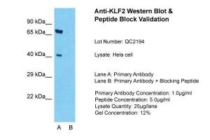 Anti-KLF2 Rabbit Polyclonal Antibody