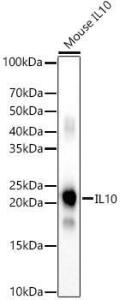 Anti-IL-10 antibody