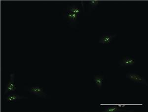 Anti-TCEA1 Mouse Monoclonal Antibody [clone: 1B7]